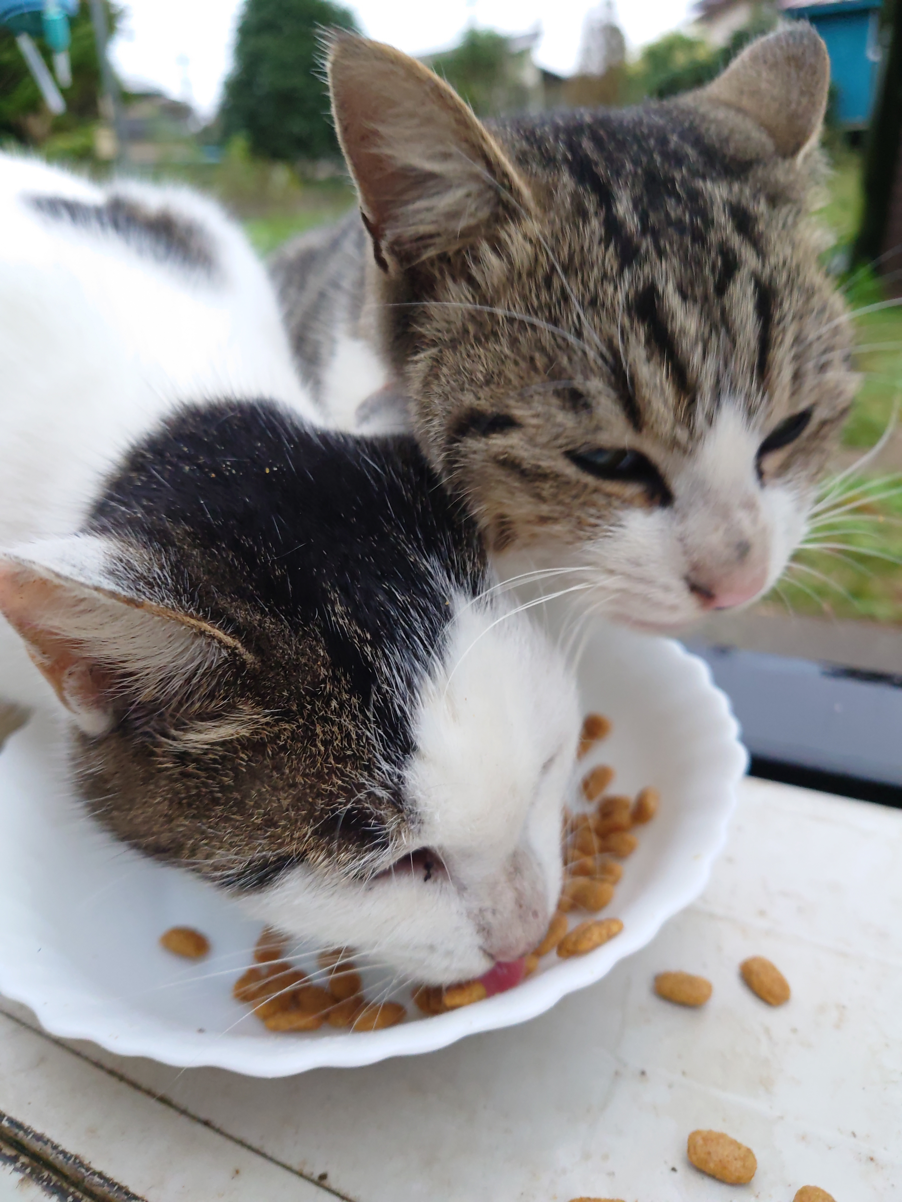 ぽんじゅ隠遁2024