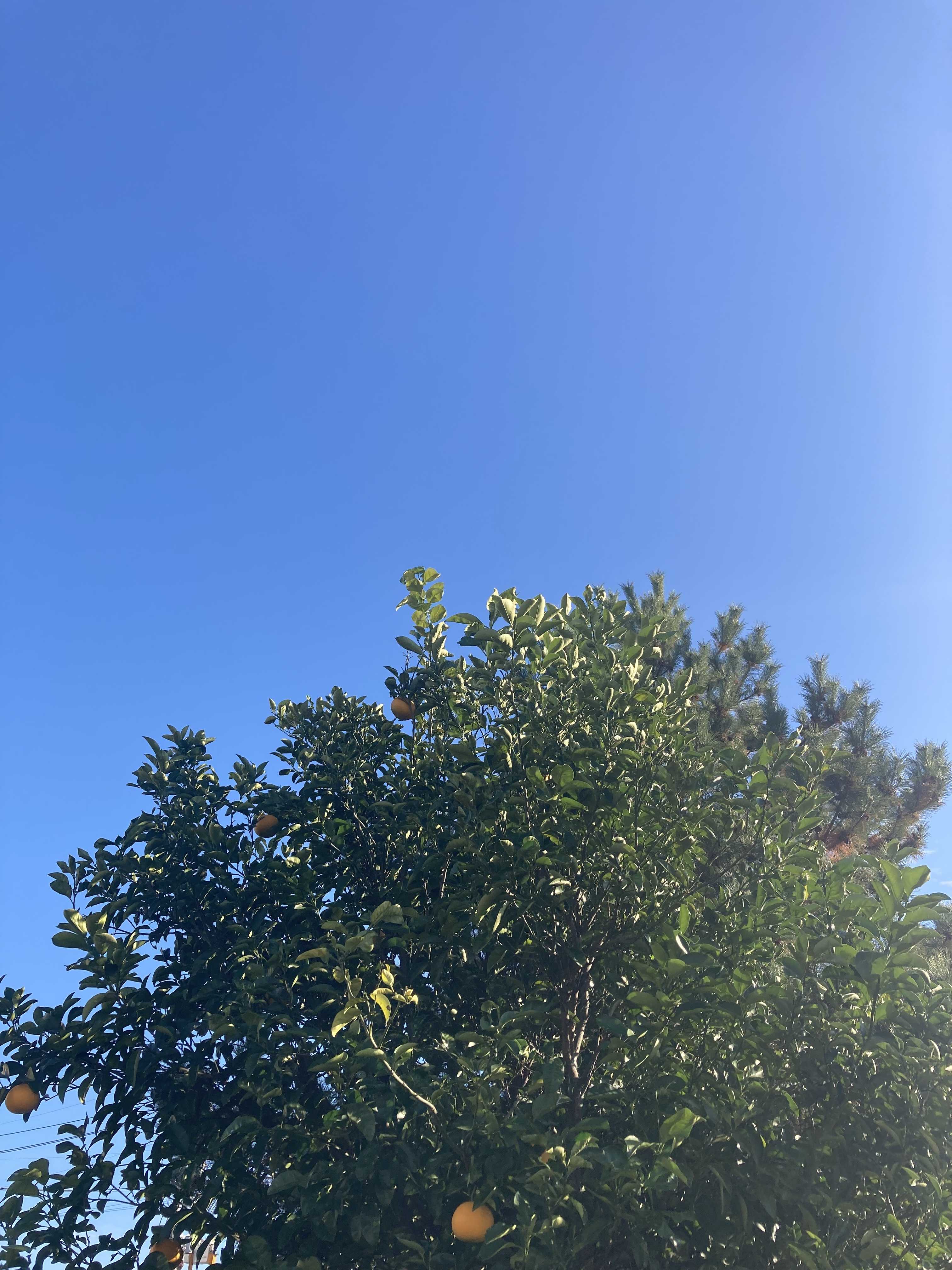 かちゃむ　フルーツの人