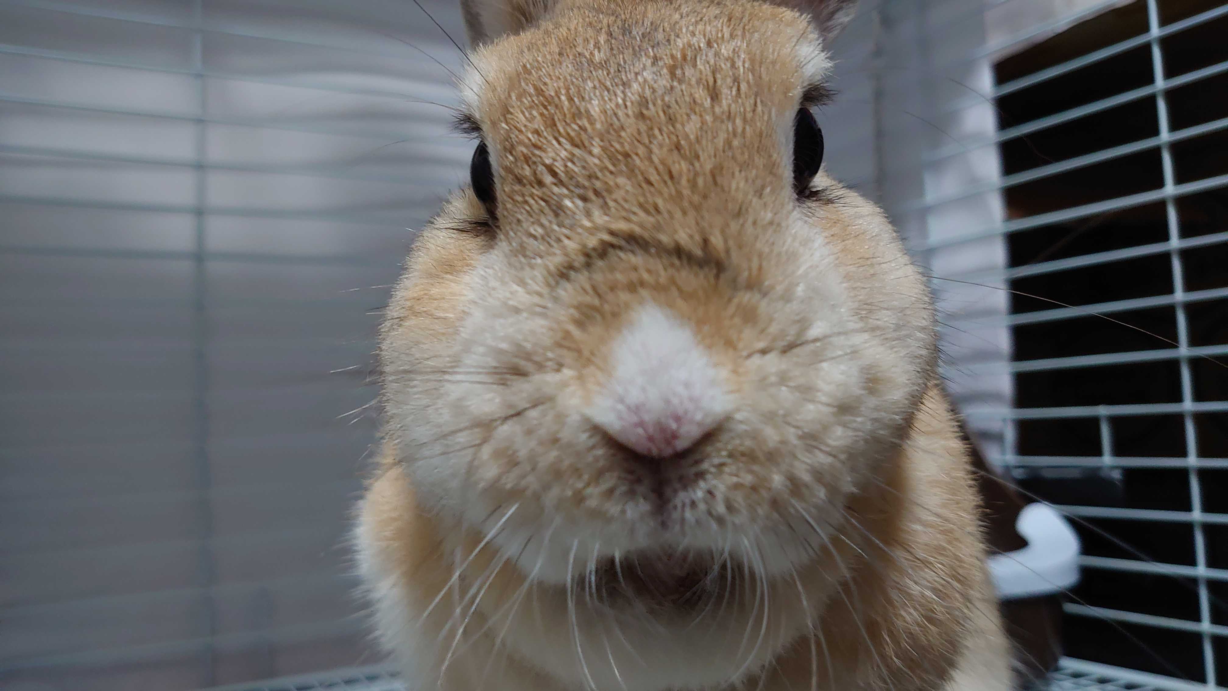 rabbitきな