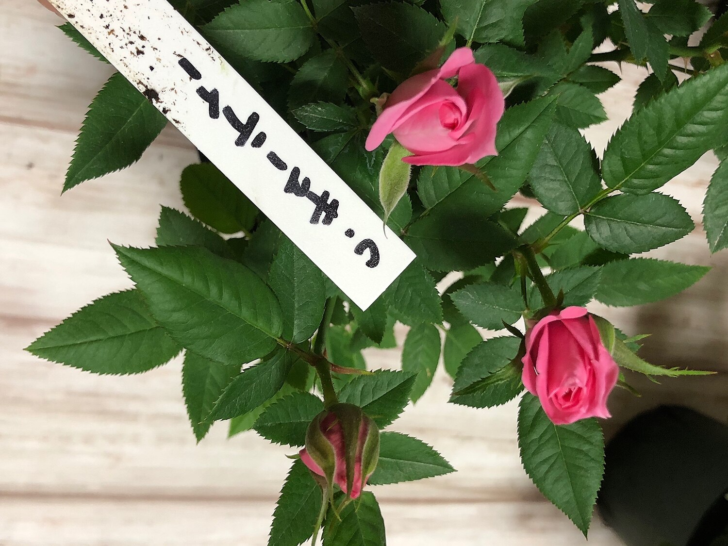 楽天市場 購入者さんの送料無料 自然にやさしい ミニバラ3鉢セット バラ 鉢植え 四季咲き お母さん 庭のお手入れ 花苗 花 贈り物 苗物 寄せ植え フラワー 福袋 花壇 花 送料無料 花 誕生日プレゼント 庭 手入れ 苗セット 初心者 安心 ミニバラ ミニバラ専門店 セントラル