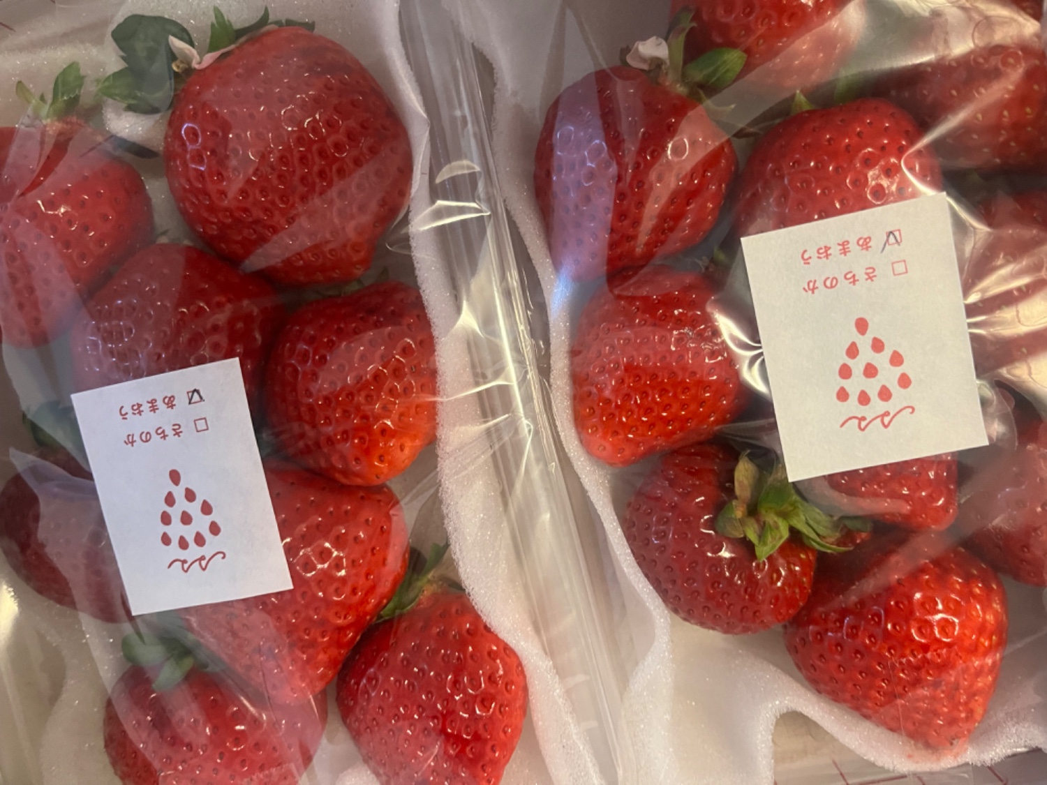 アザラシ♡苺オムレット ショーケース - 小樽市、ルタオプラスの写真 - トリップアドバイザー