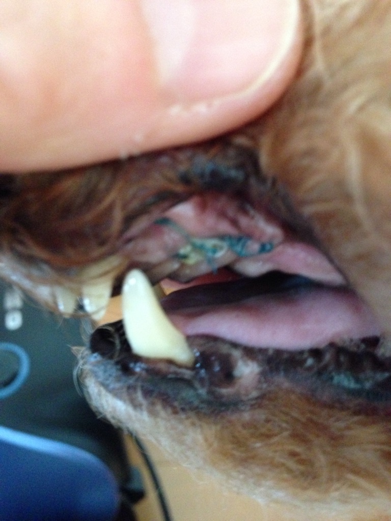 楽天市場 犬猫 歯磨き 歯石とり 歯垢 口臭 対策をサポート Dr Yujiro デンタルジェル 夜用 約3カ月分 5000頭以上の犬の歯石除去 歯石取り を行ってきた獣医師が開発 わんこの歯医者さん 通販事業部 参考になるレビュー順 みんなのレビュー 口コミ