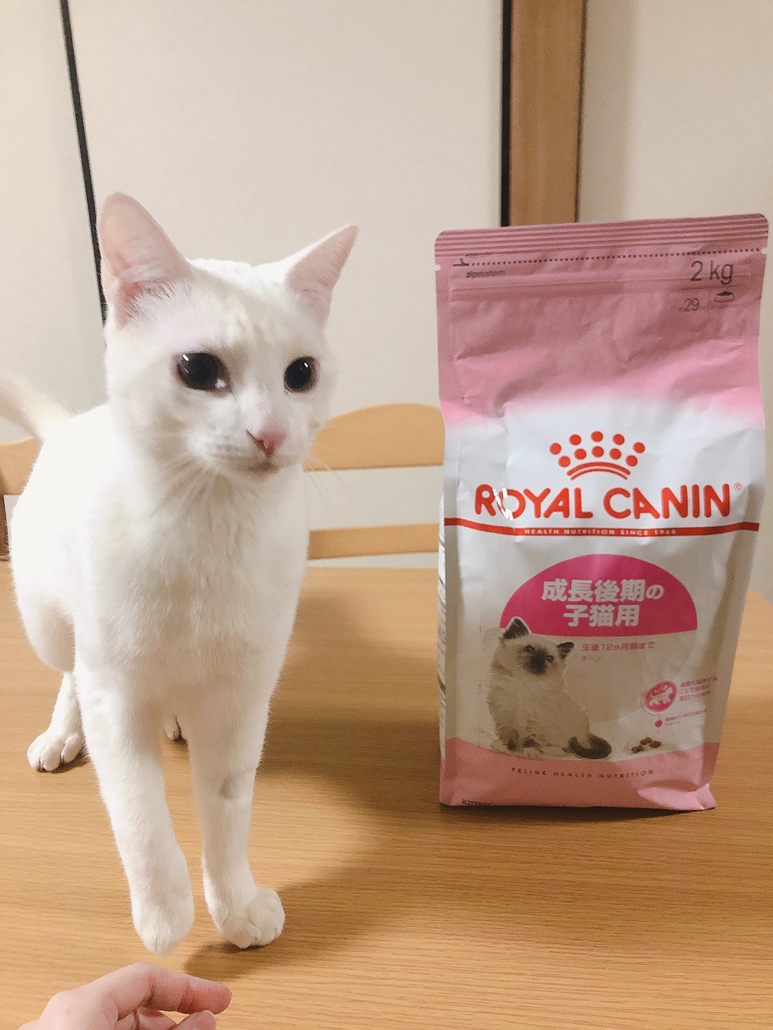 ROYAL CANIN - ロイヤルカナン キトン 成長後期の子猫用 10kgの+