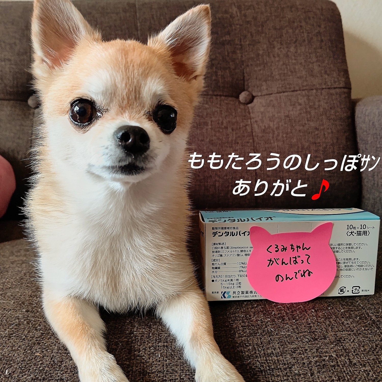 春先取りの ４個セット デンタルバイオ 犬猫用 送料無料 口腔ケア ペット用品 Ipright Vn