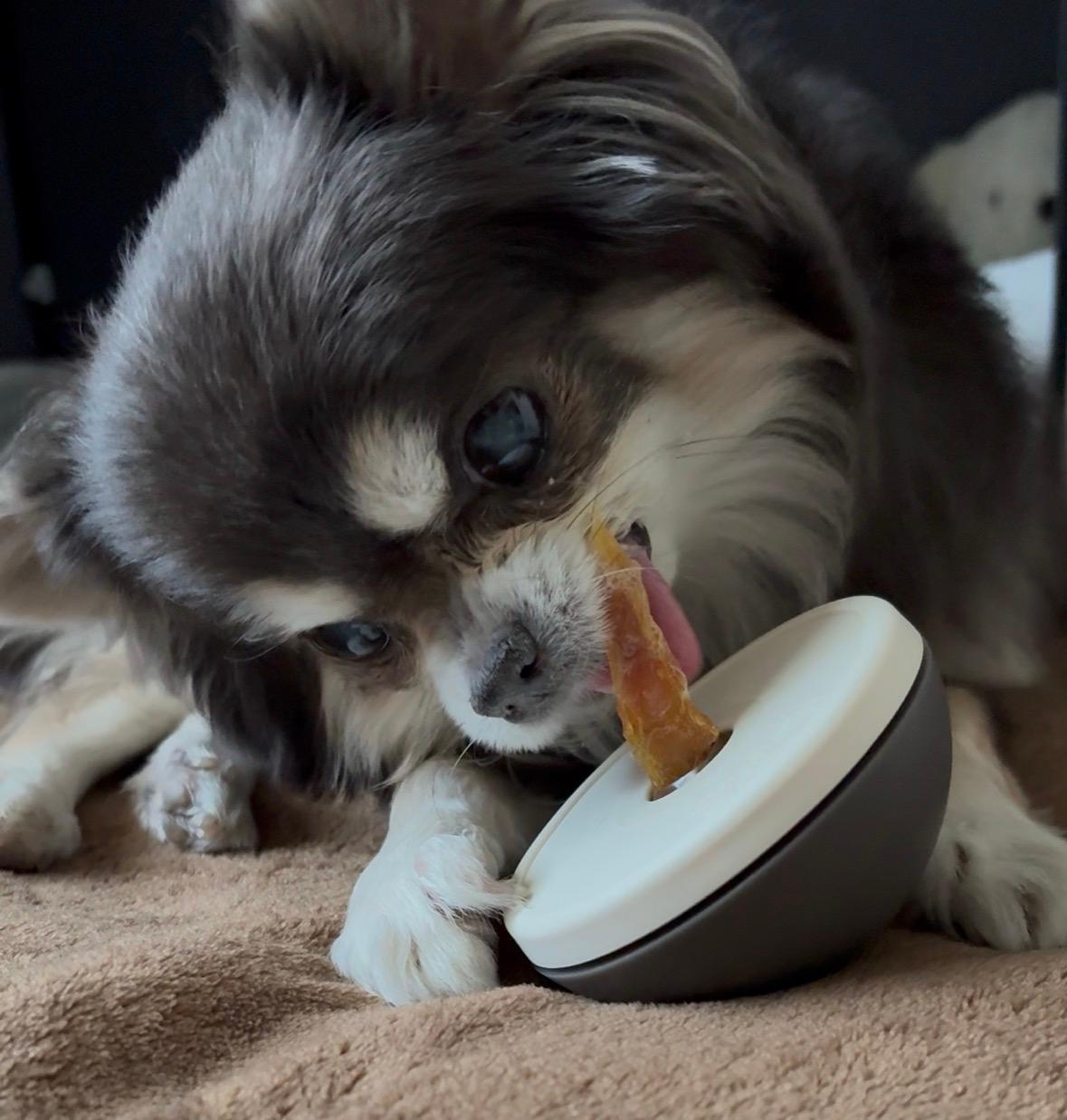 楽天市場】犬 猫 ペット用 asobone アソボーン おもちゃ 犬用おもちゃ