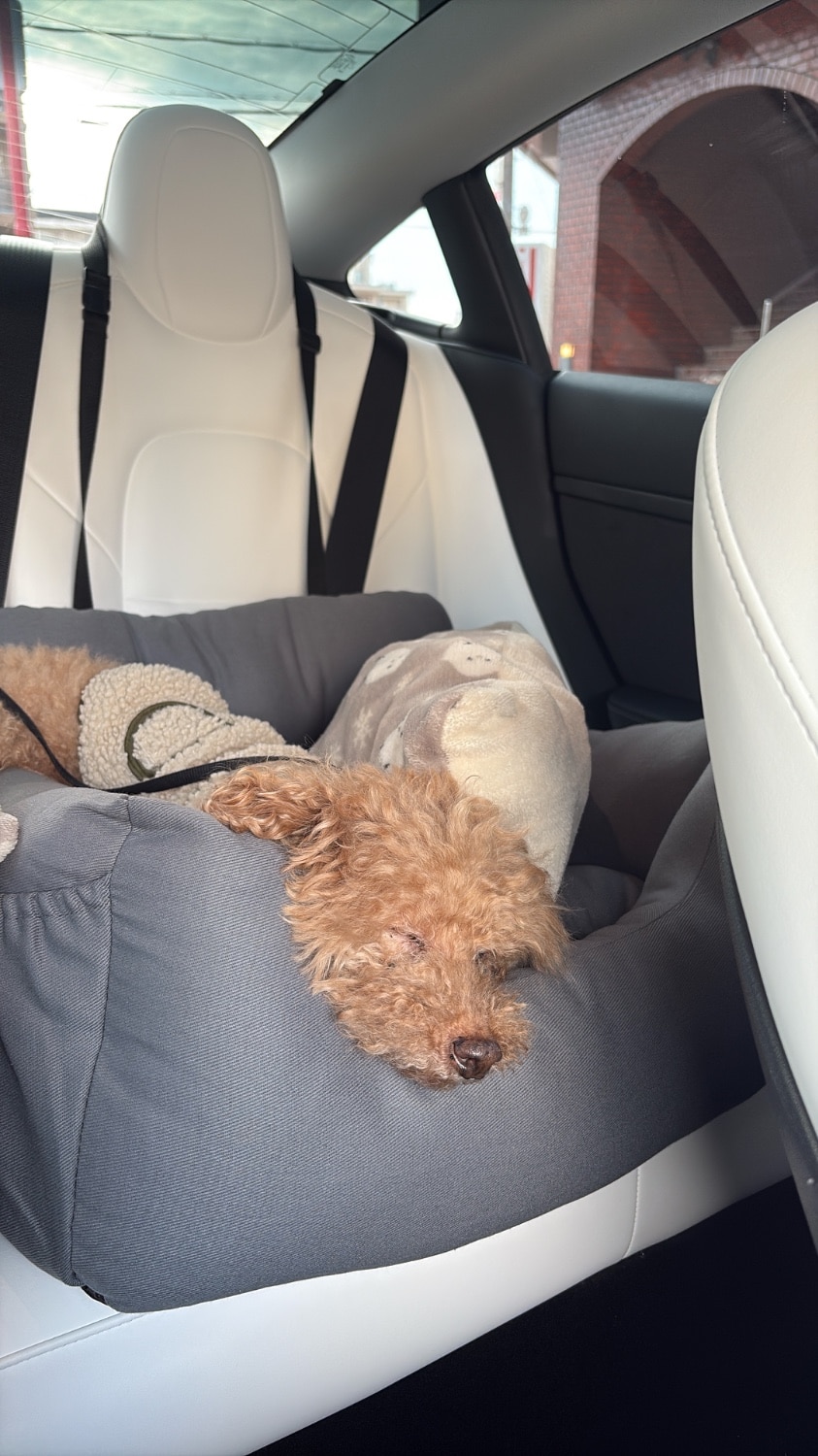 ドライブベッド ドライブボックス 小型犬 中型犬 犬 猫 かわいい Lサイズ ペット クッション ベッド ソファ カドラ ドライブベッド ドライブボックス 犬用ベッド レビュー画像8