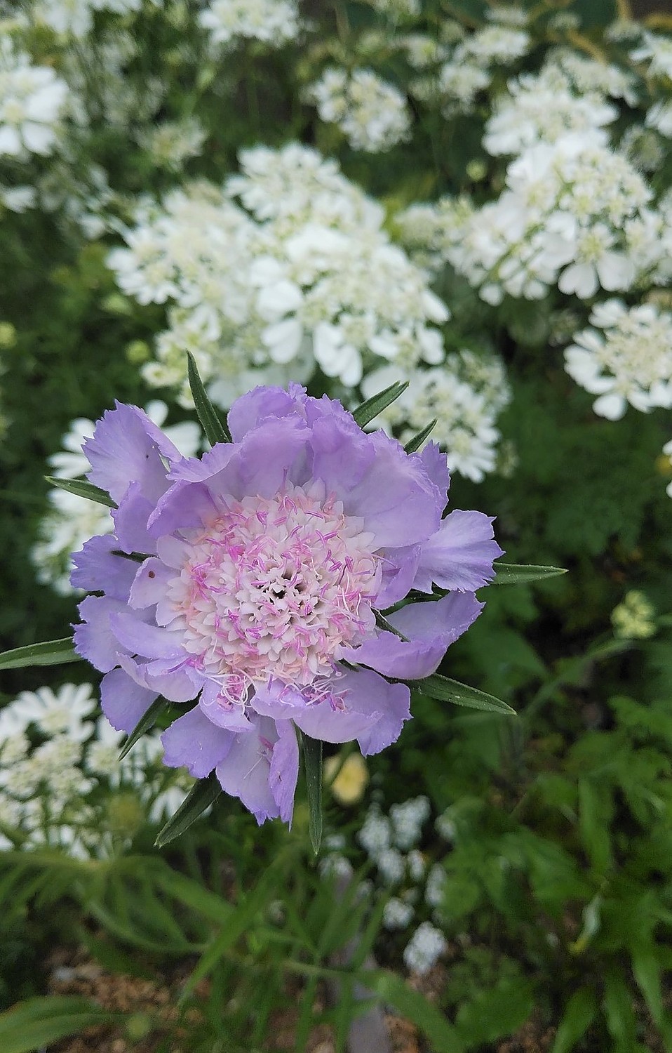 楽天市場 松虫草 スカビオサ パーフェクタ おぎはら植物園 みんなのレビュー 口コミ