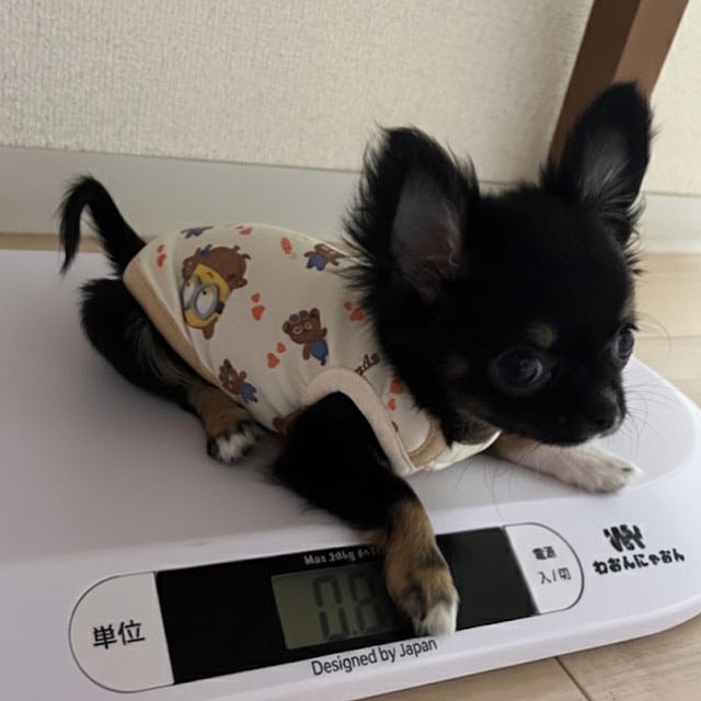 購入者レビュー写真