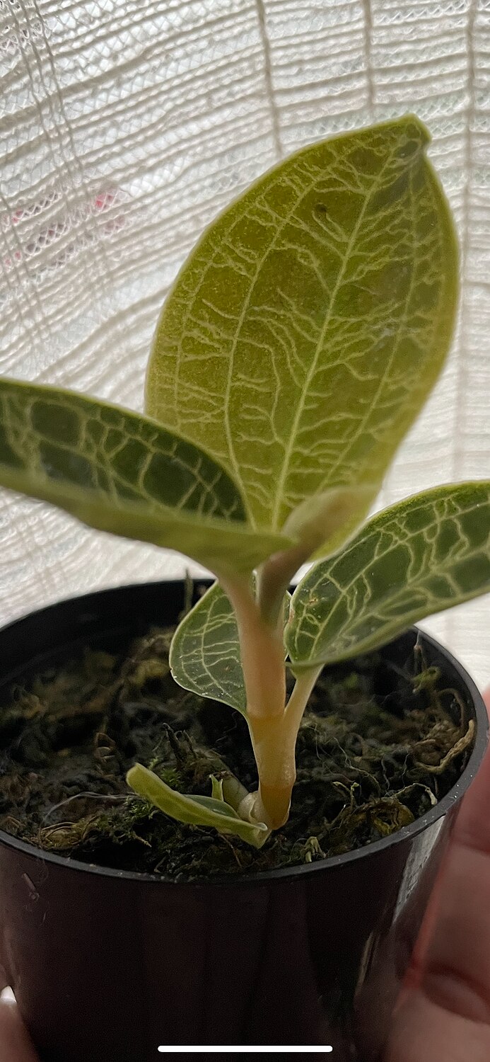 楽天市場 マコデス ペトラ マコデスペトラ 2号 2寸 9 5cm Macodes Petola ナンバンカモメラン 観葉植物 観葉植物 宝石蘭 育て方ガイド付き テラリウム アクアリウム パルダリウム 苔玉 Hanatsumugi Green みんなのレビュー 口コミ