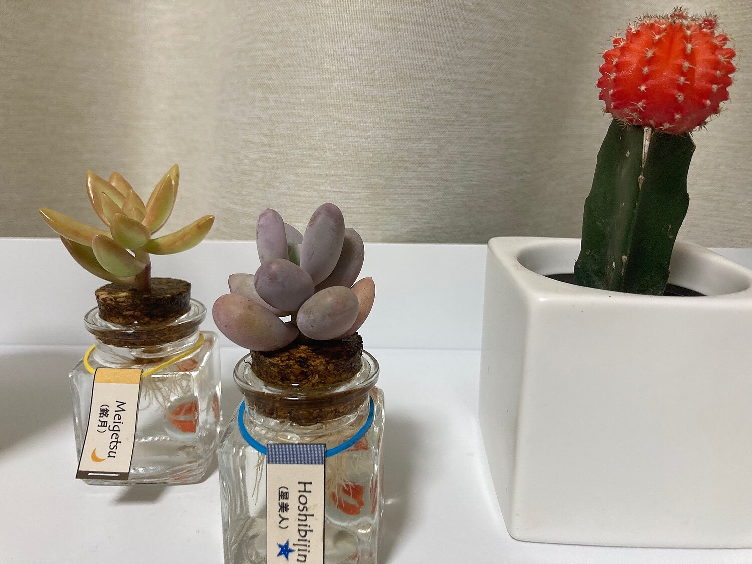 楽天市場 予約中 お届けは9 23 多肉植物の水耕栽培 品種お任せ2鉢set E 花屋さん みんなのレビュー 口コミ