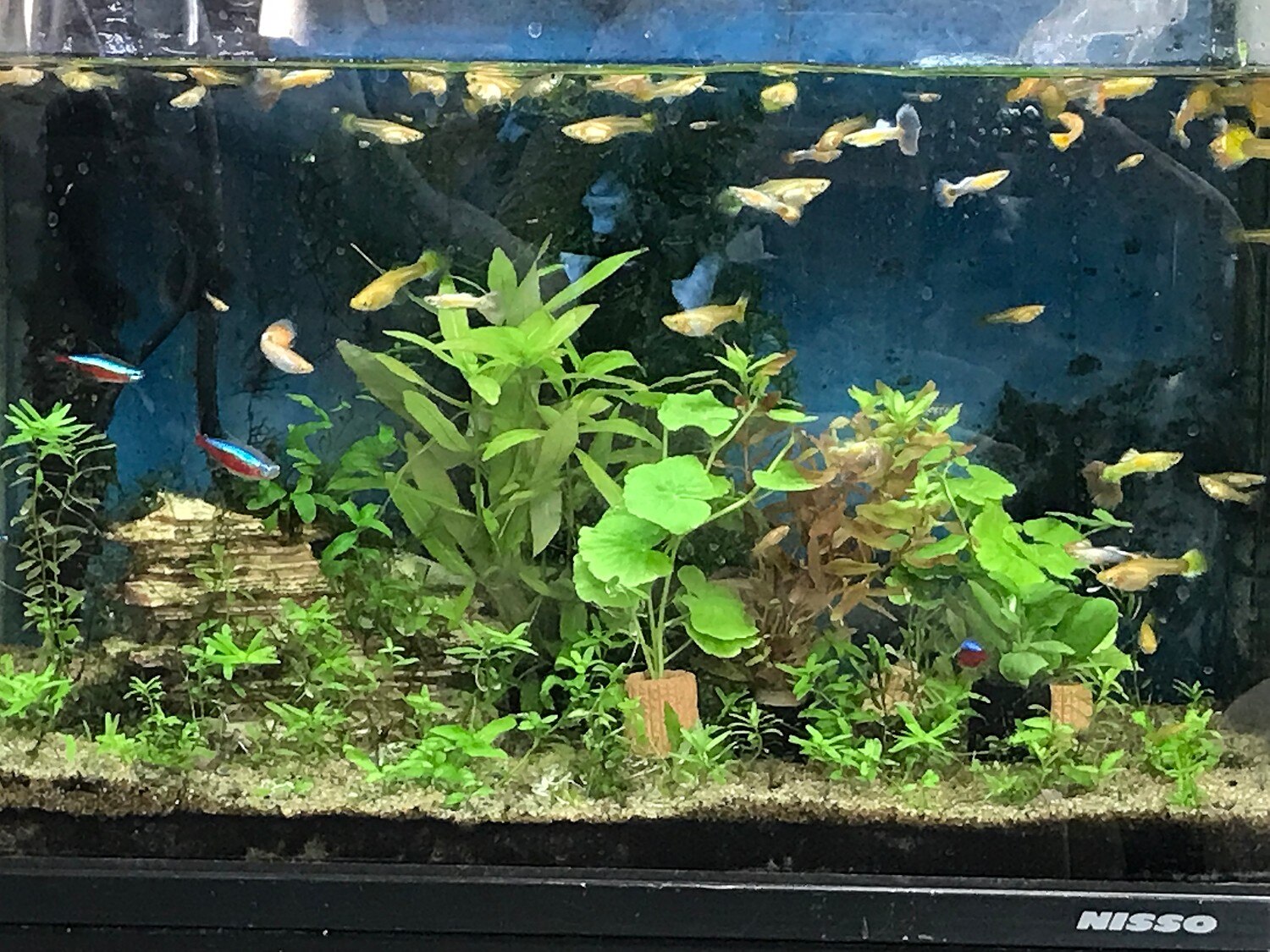 偉大な 水草 ライフマルチ 茶 アマゾンチドメグサ 水中葉 無農薬 １個 Rmladv Com Br