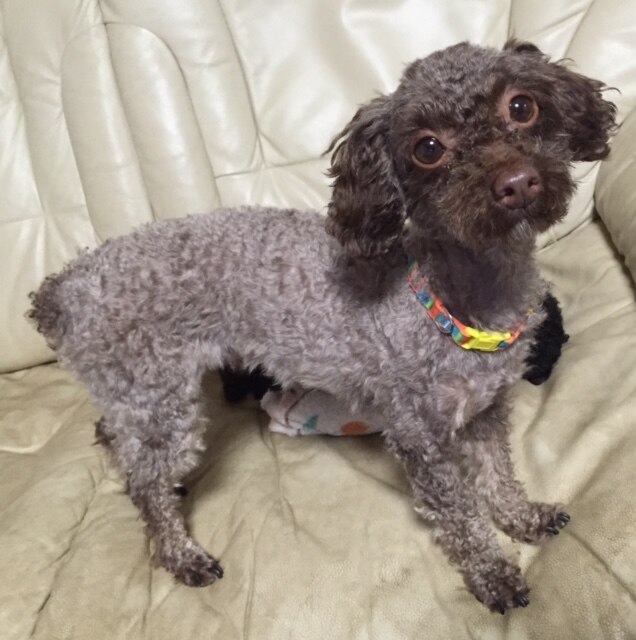 楽天市場】バリカン 犬用 【選べる替刃付き】新発売 スピーディク