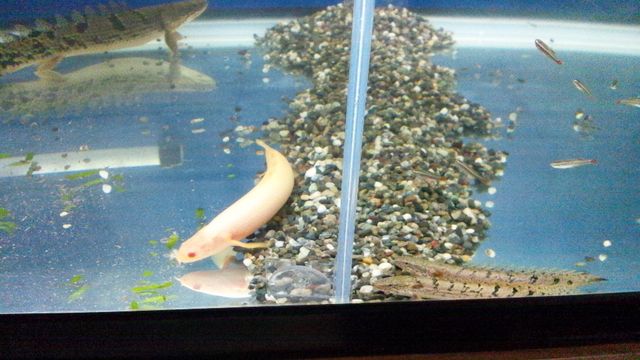 楽天市場 トゲトゲのイガイガさんの 熱帯魚 生体 アルビノ ポリプテルスセネガルス 約6cm 1匹 水槽 熱帯魚 観賞魚 飼育 生体 通販 販売 アクアリウム あくありうむ ネオス 楽天市場店 みんなのレビュー 口コミ