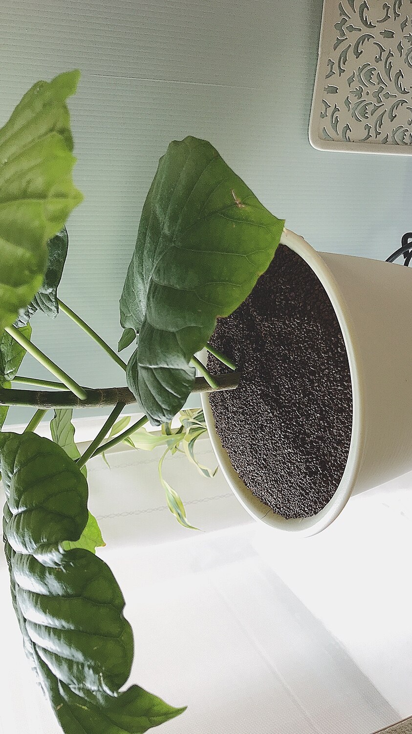 楽天市場 茨城県産超硬質焼成赤玉土 細粒 3l 1mm 2mm エクサゴノ みんなのレビュー 口コミ