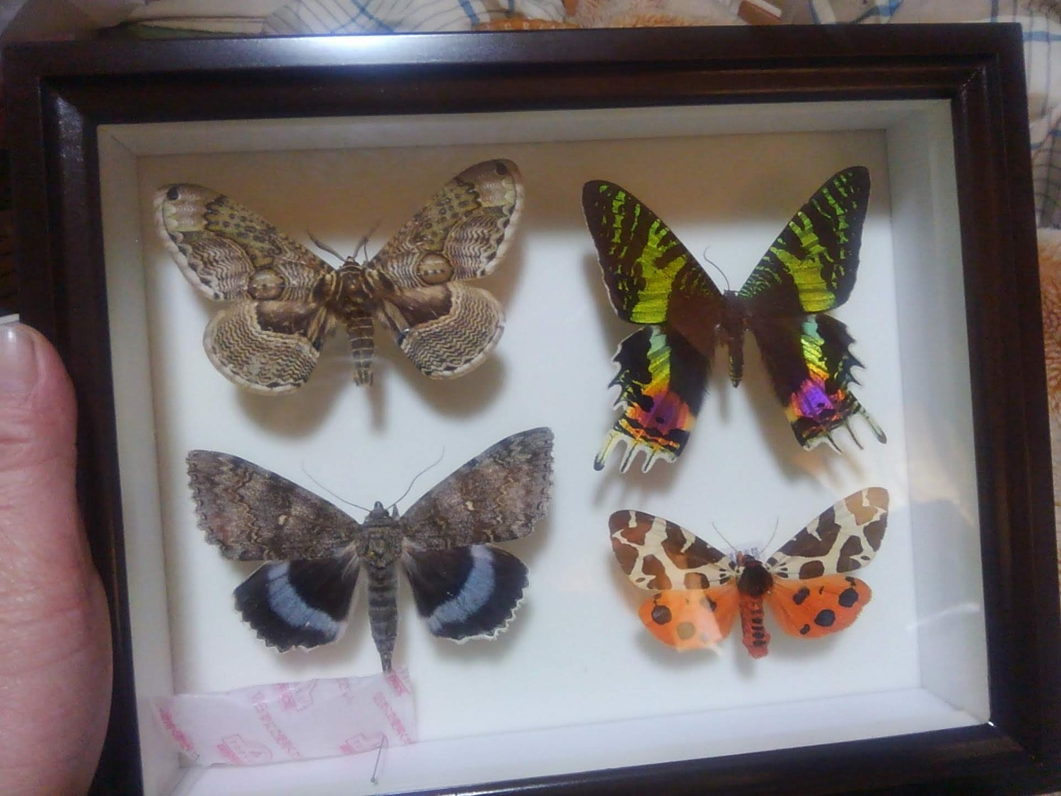標本箱　バードウイング　2個セット　最後の在庫限り！　クワガタ　カブトムシ　蝶々 2025年最新】昆虫 標本箱 バードウィングの人気アイテム - メルカリ