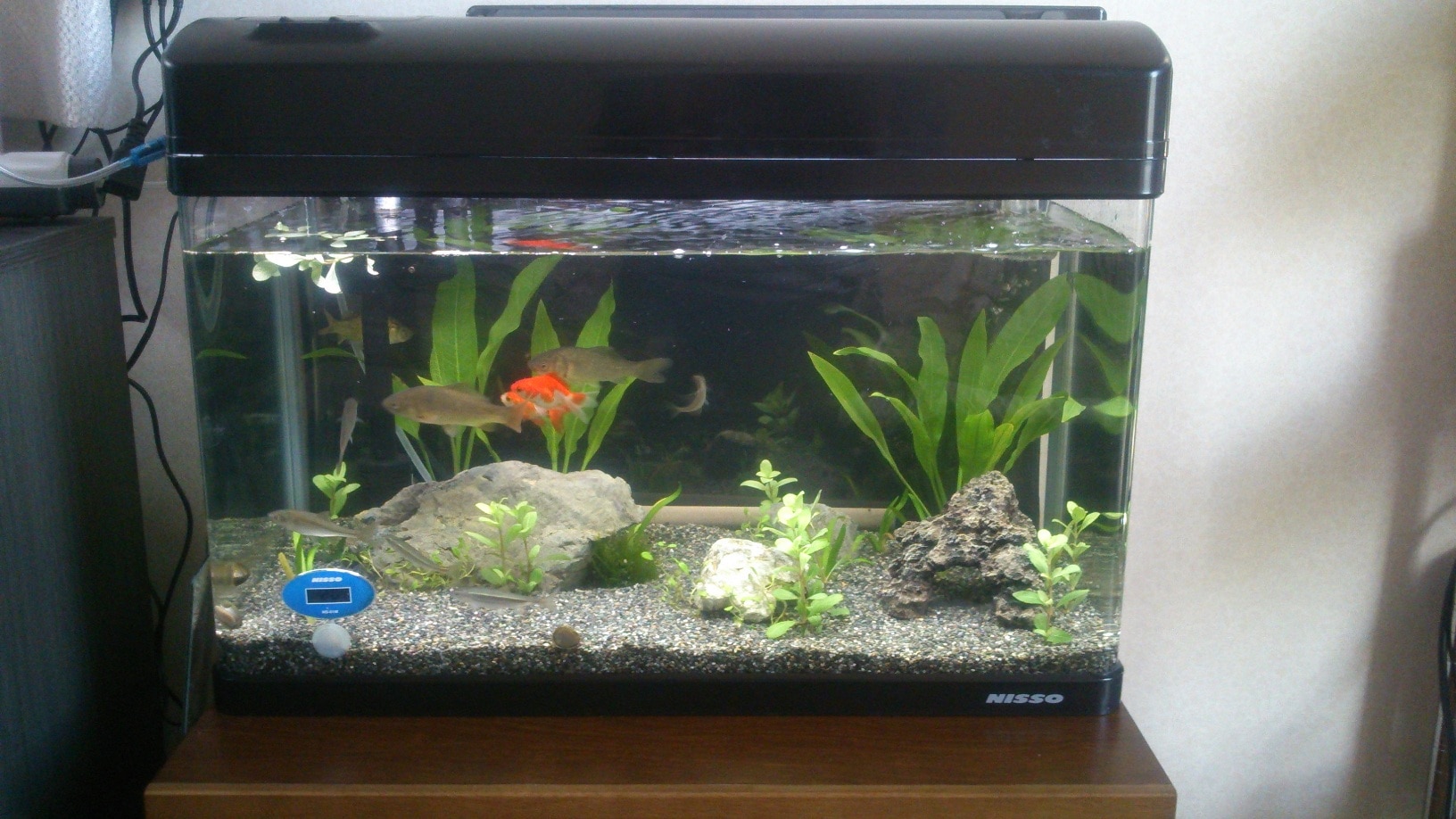 楽天市場 大磯砂 1ミリ 10キロ 量り売り フォーカス みんなのレビュー 口コミ