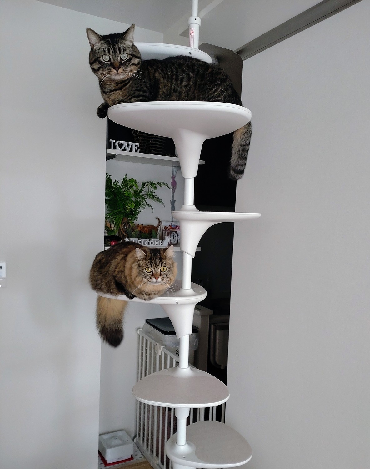 OPPO キャットフォレスト キャットタワー - 猫用品