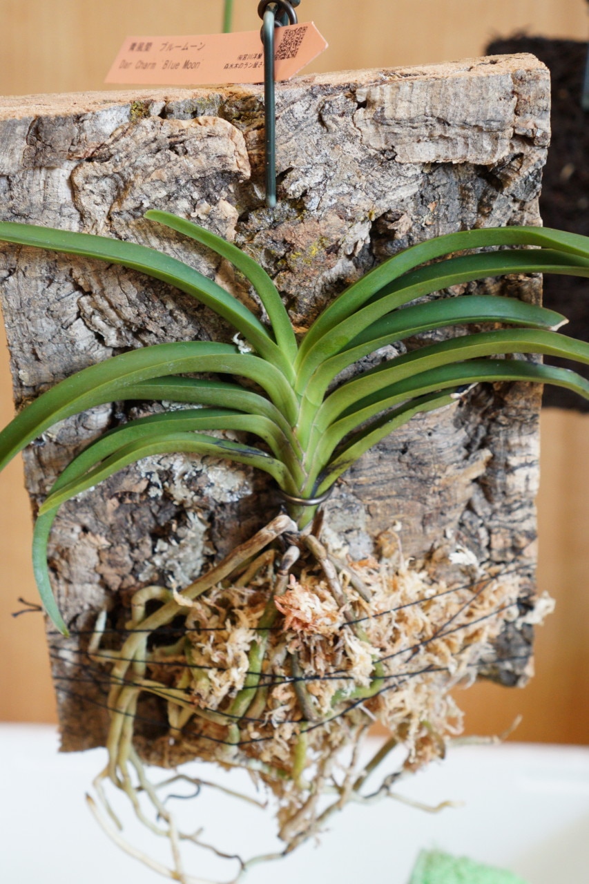 コルク ラン着生 着生植物栽培セット コルクバージョン チランジア エアー