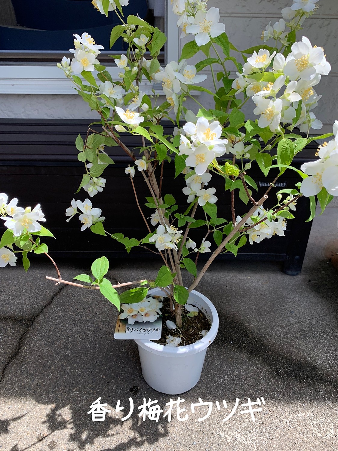 梅花ウツギ 『 香りバイカウツギ 』 5号鉢植え(花と緑の専門店 土っ子倶楽部) みんなのレビュー·口コミ