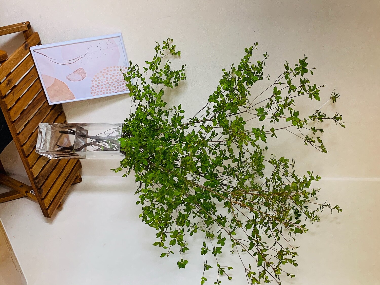 楽天市場 お届日に合わせて仕入れて新鮮なお花を発送 生花 ドウダンツツジ 枝物 1m程度 5本 お届日 7 30まで 花材通販はなどんやアソシエ みんなのレビュー 口コミ