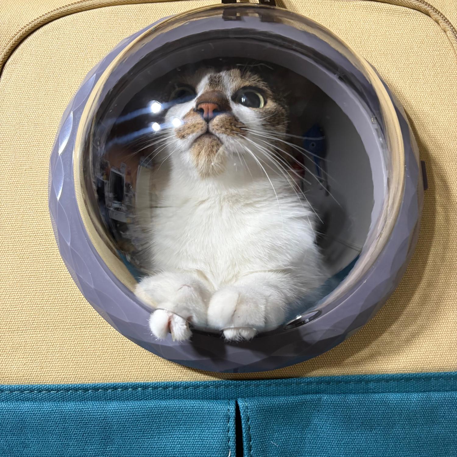 ペットキャリーリュック 宇宙船キャリー 猫キャリーバッグ レビュー画像2
