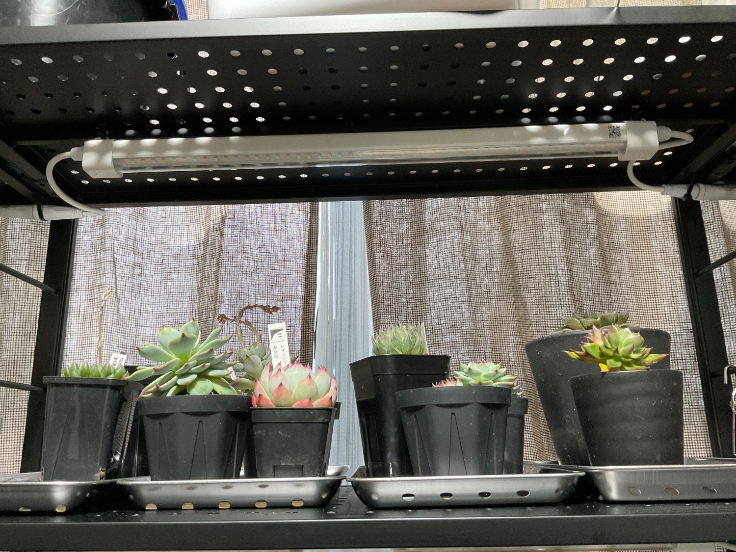 楽天市場】HaruDesign 植物育成ライト GL-T5 L530 18Wx2本