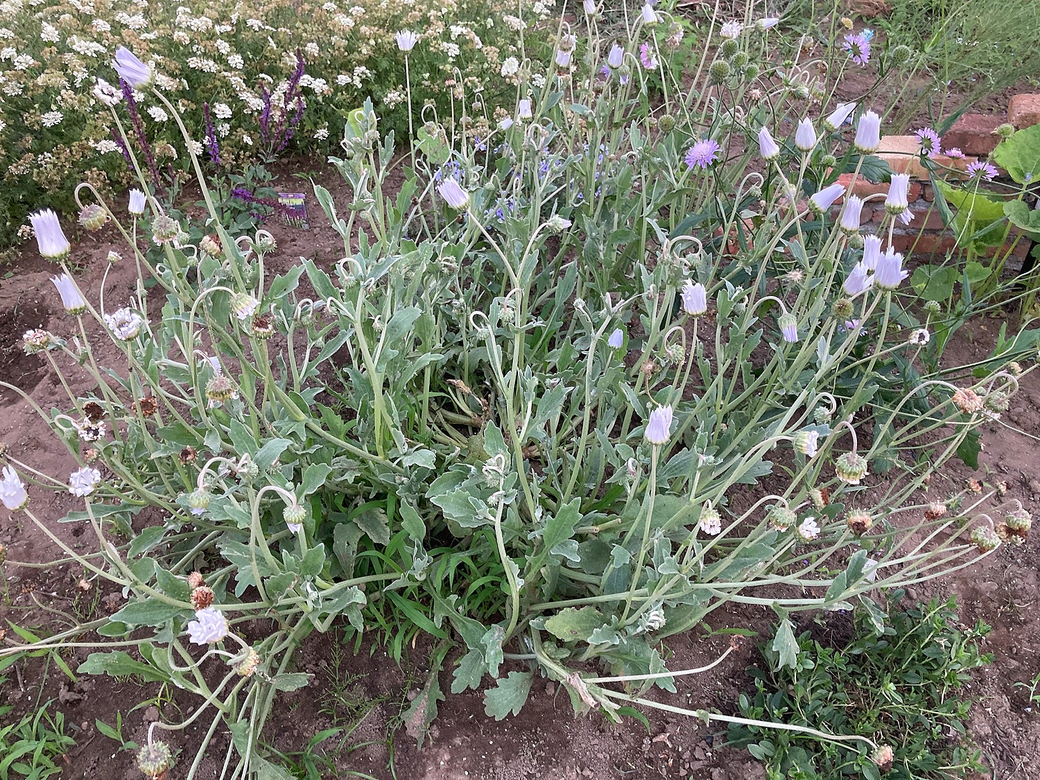 楽天市場 アークトチス グランディス おぎはら植物園 みんなのレビュー 口コミ