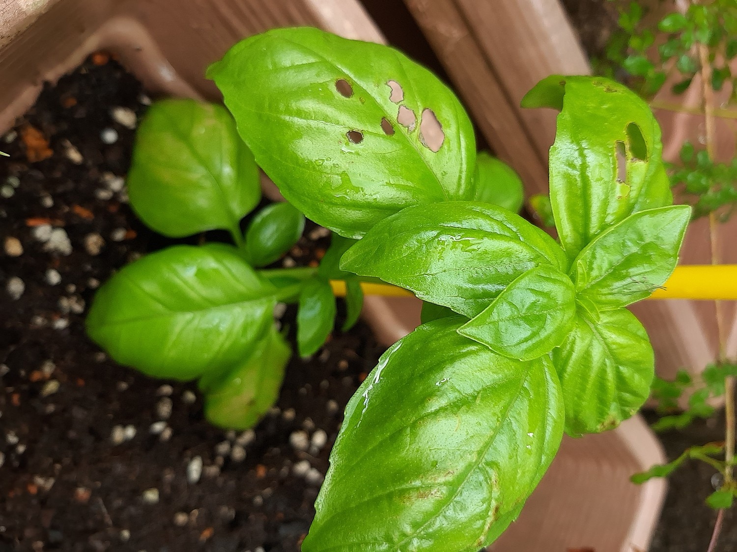 楽天市場 てしまの苗 コンパニオンプランツ バジル 実生苗 9cmポット 野菜苗 培土 種 てしまの苗屋 楽天市場店 みんなのレビュー 口コミ