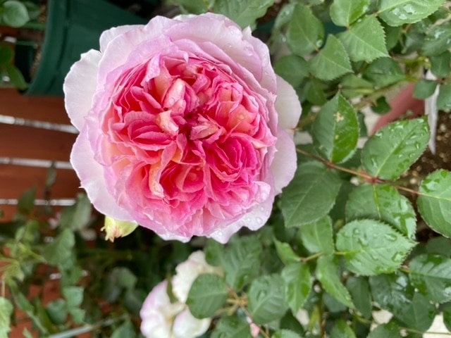 楽天市場 バラ苗 6号新苗 トロイメライ Sh桃 癌腫抵抗性台木苗 国産苗 6号鉢植え品 農林水産省 品種登録出願中 J Rpg 0707販売 バラの家 バラ苗専門店 みんなのレビュー 口コミ