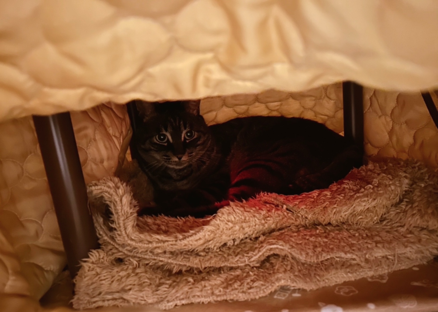 楽天市場】マルカン 猫用こたつ 遠赤外線にゃんこの和みこたつ 楽天市場】マルカン 猫用こたつ 遠赤外線にゃんこの和みこたつ