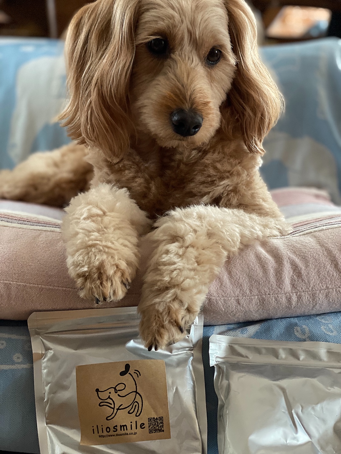 楽天市場 日まで19 Offクーポン配布 無添加 低脂肪ヤギミルク 0g お得 犬用 犬 猫 小動物 やぎミルク 山羊ミルク ゴートミルク ヤギミルクパウダー 脱脂粉乳 スキムミルク ドッグフード イリオスマイル 犬用自然派おやつ専門店iliosmile みんなの