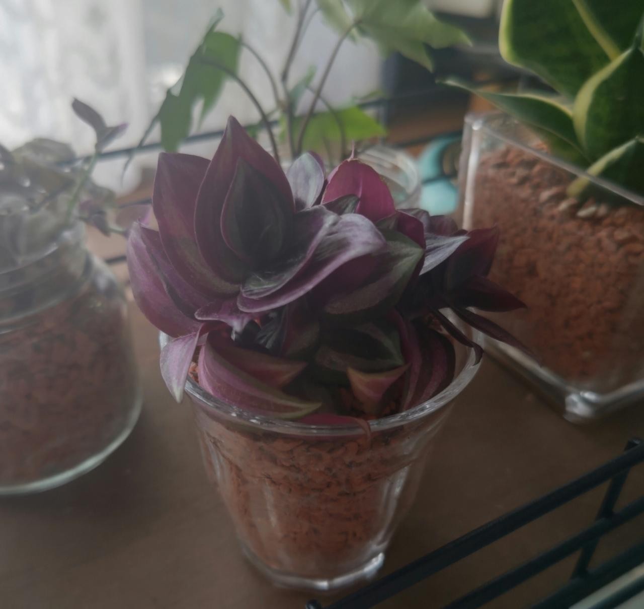 楽天市場 観葉植物 ハイドロカルチャー 苗 ゼブリナ プチサイズ 1寸 ツユクサ 理科 細胞 観察 教材 にも タノシミドリ みんなのレビュー 口コミ