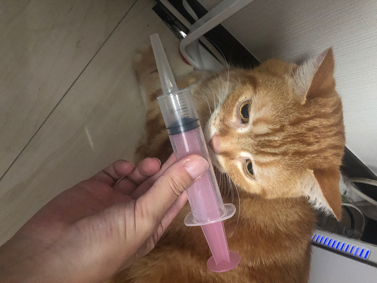 楽天市場 犬猫用シリンジ ピンク 30ml Mサイズ シリンジ 注射器 ペット 動物 動物用 犬 猫 犬猫 えさやり 流動食 食事 ドッグフード キャットフード 水やり えさ 餌 給餌 介護 老犬 老猫 小型犬 小型猫 小動物 エルサチ みんなのレビュー 口コミ