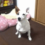 JACK RUSSELLさん