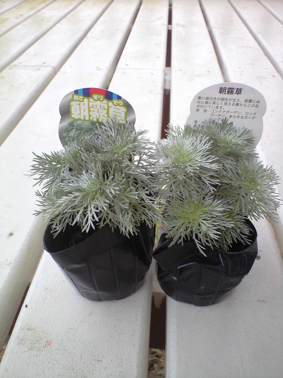 楽天市場 朝霧草 アサギリソウ おぎはら植物園 みんなのレビュー 口コミ