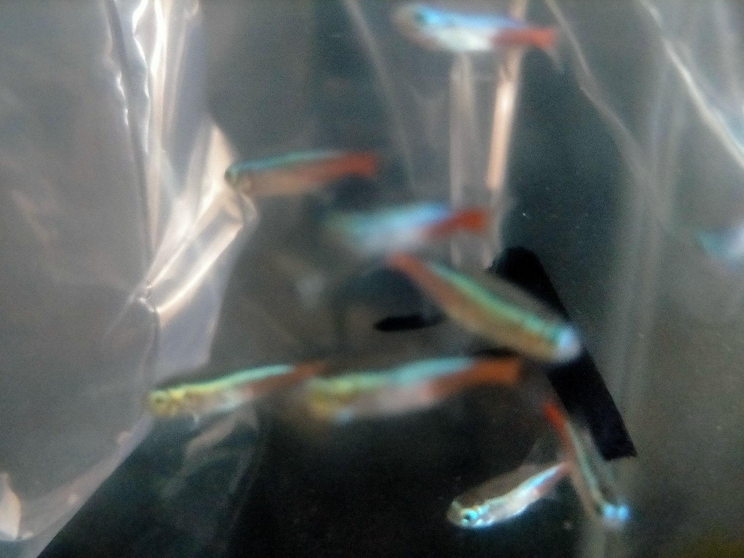 楽天市場 熱帯魚 生体 バリューセット おまかせ水草 15本 ネオンテトラ Sm 10匹 水槽 熱帯魚 観賞魚 飼育 生体 通販 販売 アクアリウム あくありうむ 小型 ネオス 楽天市場店 みんなのレビュー 口コミ 楽天市場 熱帯魚 生体 バリューセット おまかせ水草 15本 ネオンテトラ Sm 10匹 水槽 熱帯魚 観賞魚 飼育 生体 通販 販売 アクアリウム あくありうむ 小型 ネオス 楽天市場店 みんなのレビュー 口コミ