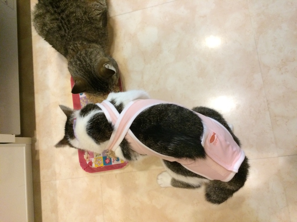 楽天市場】【猫服 介護服 術後服 避妊手術後 乳腺腫瘍 保護服 エリザベスカラー ネコ 猫服 病院】術後ガードスーツキャットXS〜L猫の暮らし  L.W.D(犬と生活 猫の暮らし) | みんなのレビュー·口コミ