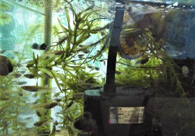 楽天市場 めだかのエサ おとひめ サイズ B2 日清丸紅飼料 100グラム メダカ餌 送料無料 めだか坂 楽天市場店 みんなのレビュー 口コミ