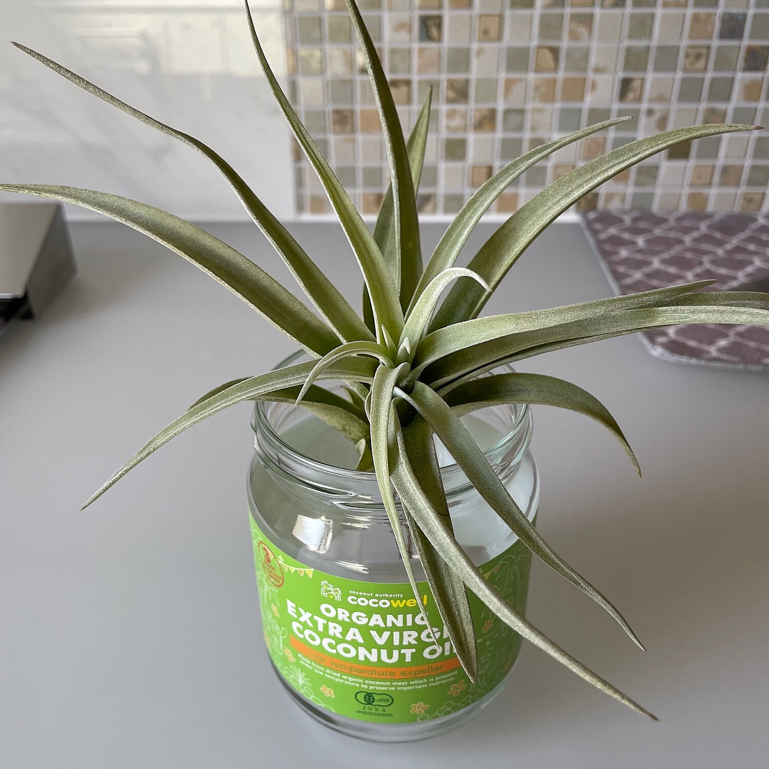 観葉植物エアープランツを長く楽しみたい方はコレ 名人のエアープランツ ほどよく大きめサイズ イオナンタ エアプランツはこのサイズがお勧め ハリシー バンハイニギー 観葉植物初心者 趣味の園芸でもお馴染みの杉山拓巳氏が愛情をかけて大きく育てました 激安特価品 ほど
