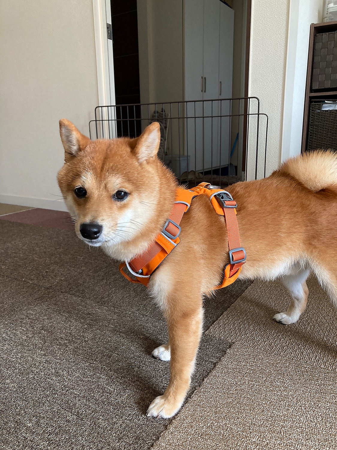 RUFFWEAR フロントレンジハーネス