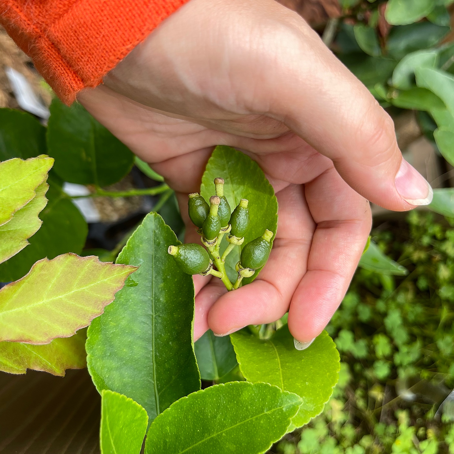 楽天市場】◇55％OFFセール中！◇ 種なしライム 【フレーバーグリーン】3年生 接ぎ木 プラスチック鉢植え オレンジ 蜜柑 みかん 雑柑 苗木 常緑  果樹 柑橘 柑橘苗木 果樹苗木(苗木の専門店 グリーンでGO！) | みんなのレビュー・口コミ