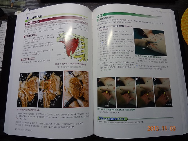 骨格筋の形と触察法-connectedremag.com