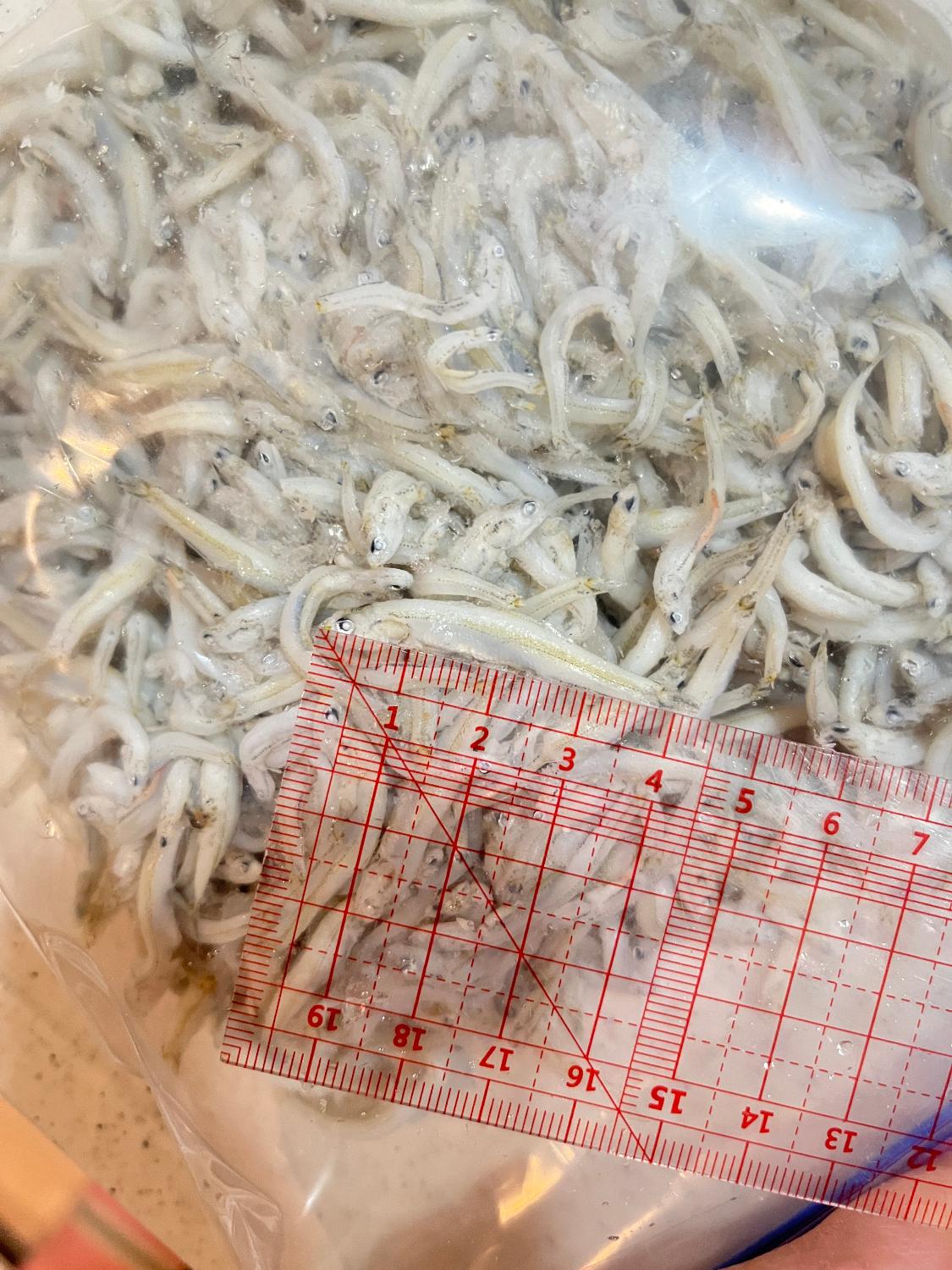 購入者レビュー写真