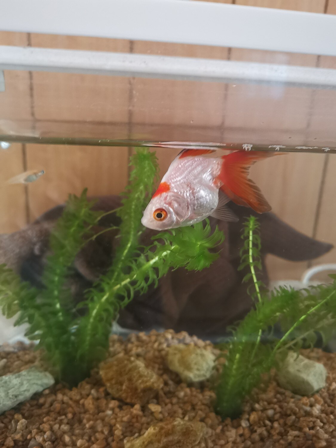 楽天市場 金魚 国産 更紗琉金 Sm 3匹 生体 アクアペットサービス みんなのレビュー 口コミ