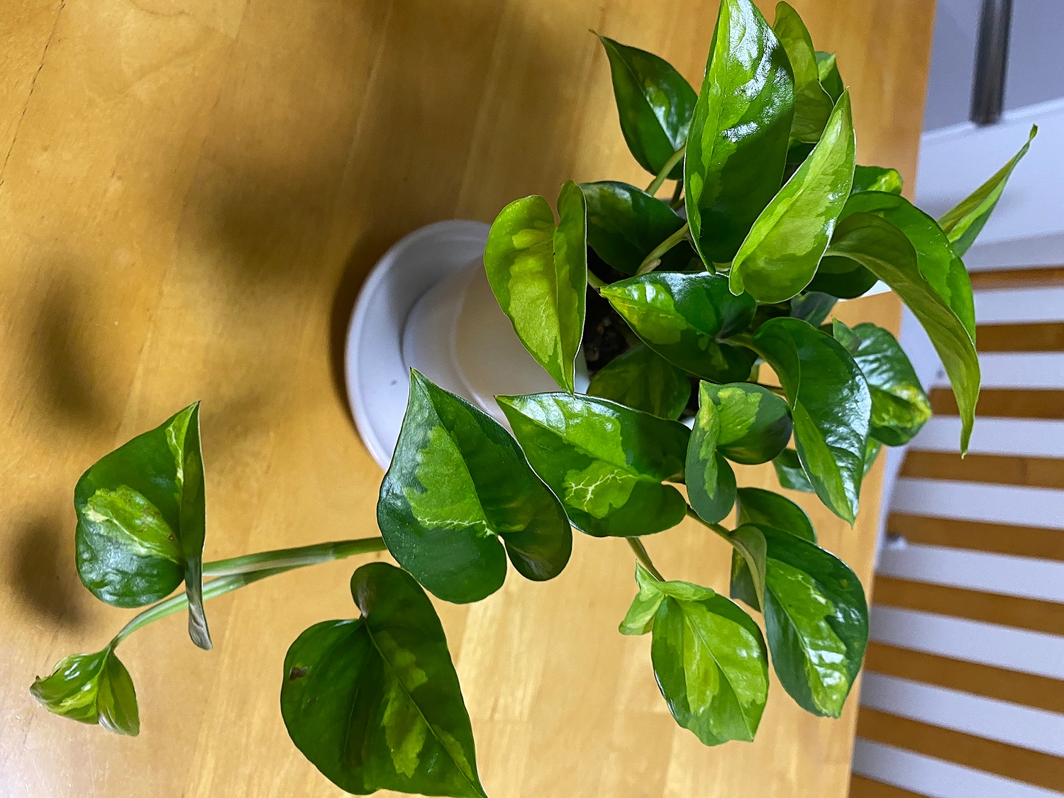 楽天市場 選べる観葉植物 陶器鉢2点セット 4号1点 3号1点 観葉植物 小型 おしゃれ インテリア パキラ ディフェンバキア ローレンチ ゴムの木 プミラ アイビー ヘデラ シャングリラ オーガスタ テーブルヤシ バニラ ポトス パキラと観葉植物専門店 Marubun