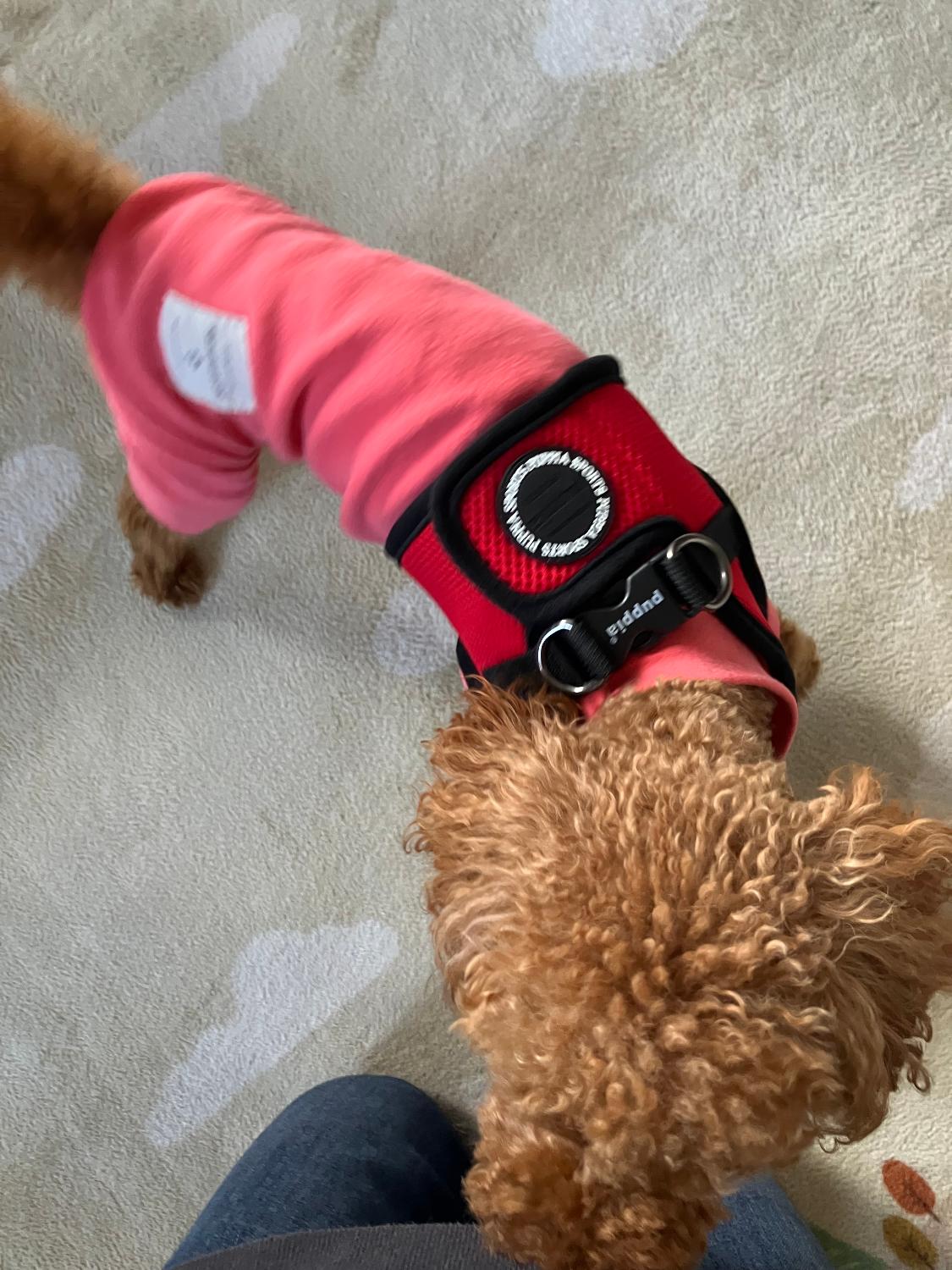 世界累計140万個突破！胴輪部門100週連続1位獲得！PUPPIA パピア ソフトベストハーネス XS,S,M,Lサイズ 犬ハーネス PUPPIA パピア レビュー画像7