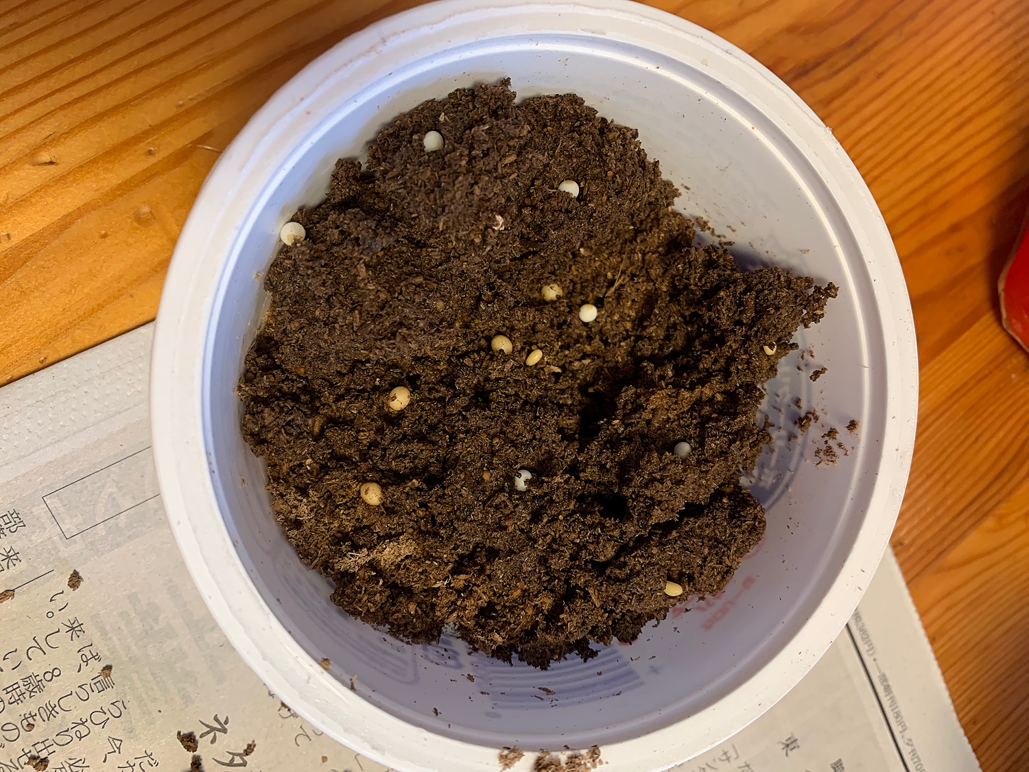 楽天市場】産卵一番 10リットル 昆虫マット クワガタ 産卵用 産卵1番 関東当日便(charm 楽天市場店) | みんなのレビュー・口コミ