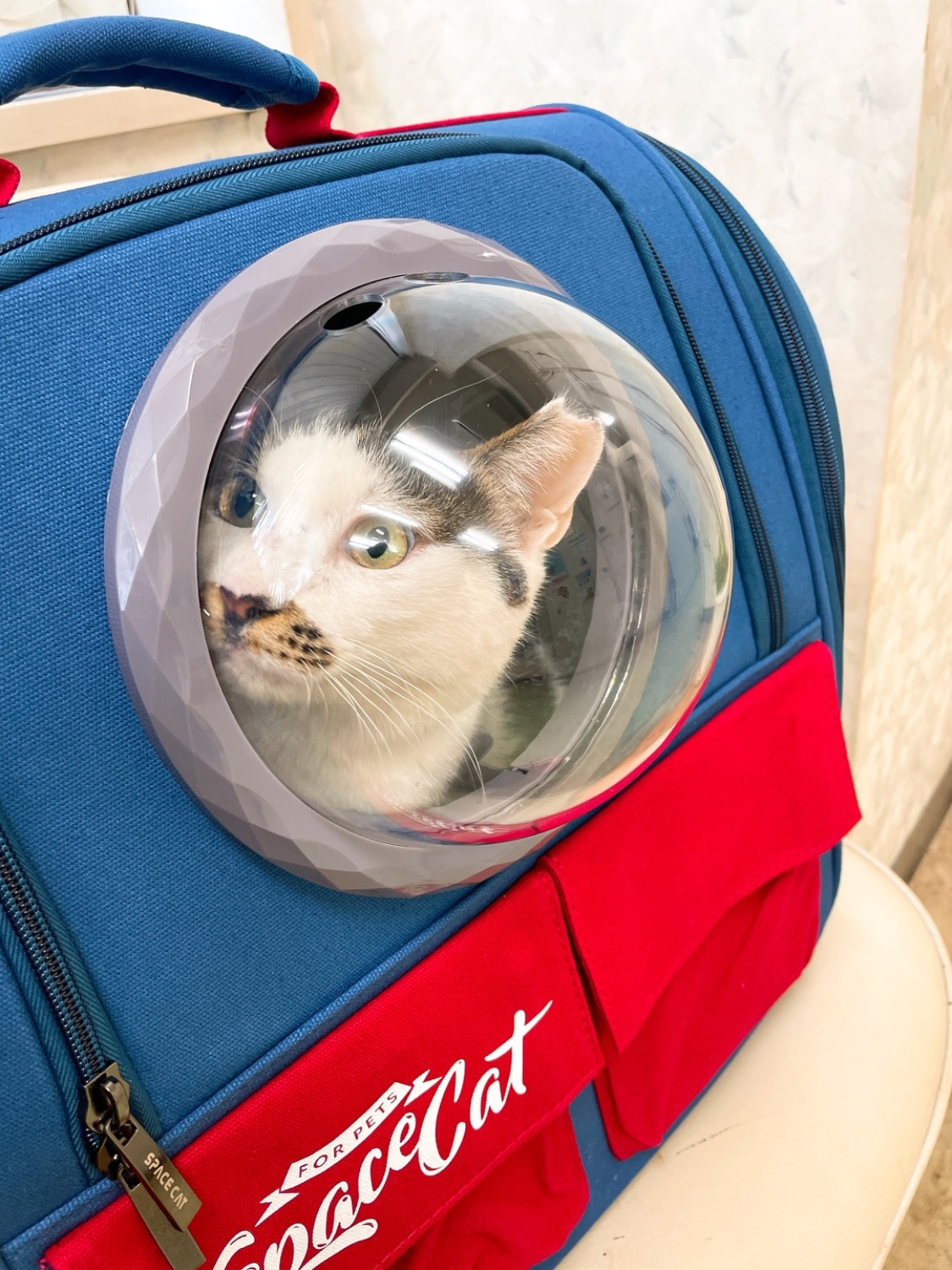 ペットキャリーリュック 宇宙船キャリー 猫キャリーバッグ レビュー画像6