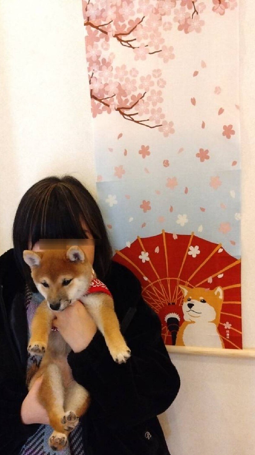 楽天市場】【絵手ぬぐい 舞桜と豆柴】【捺染】【濱文様】春柄 柴犬