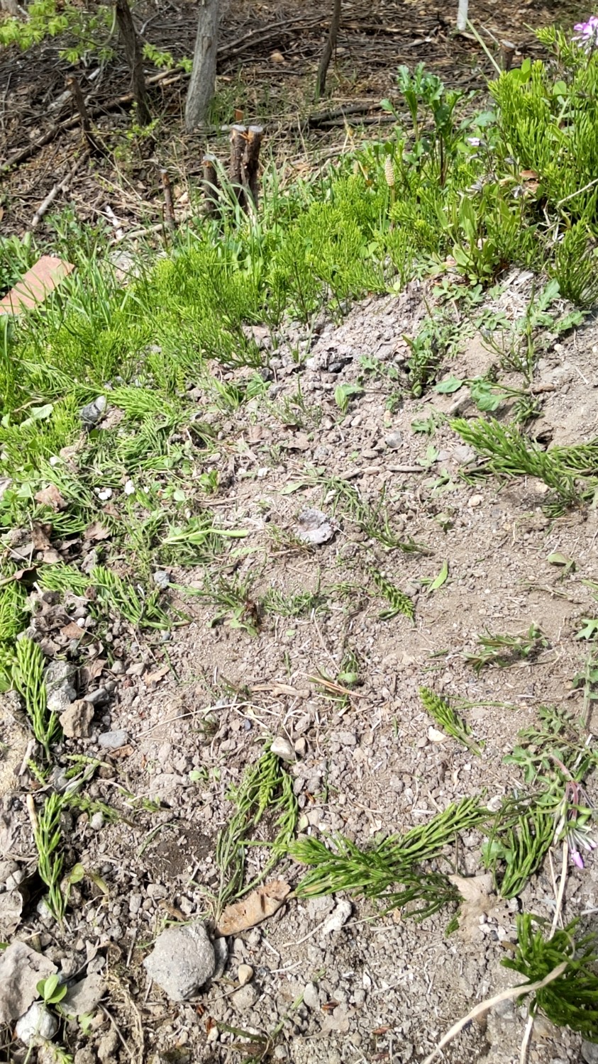 楽天市場】スキッジャー 草刈り 草取り 雑草取り 道具 立った 楽天市場】スキッジャー 草刈り 草取り 雑草取り 道具 立った